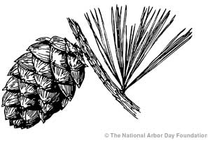 Drawing of a pine cone and pine tree branch with pine needles.