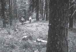 Photo of sawyers checking the the inteded lay of the tree for obstacles. 