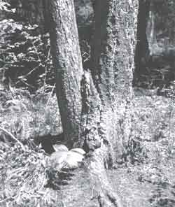 Photo of a tree with double stumps.