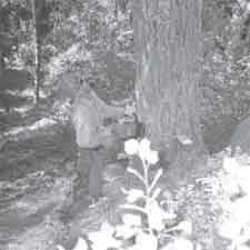 Photo of a sawyer completing the back cut.