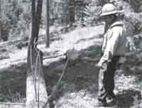 Photo of a sawyer determining the offside.