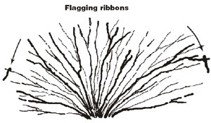 Graphic of a shrub with flagging ribbons on two sides of the plant.