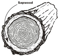 Graphic drawing titled, Sapwood.  The drawing has an arrow indicating the layer between the bark (outer layer) and the Heartwood to be sapwood.