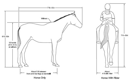 Drawing of the sideview of horse with labels that read, 7 ft-8 in, Withers, 6 ft-9 in, 16 hands (5 ft-4 in) at withers, About 5 ft between front and rear legs at standstill, and Horse Only. The second drawing is the back view of a horse and rider, the labels read, 7 ft-9 in, About 4 ft with rider, and Horse With Rider.