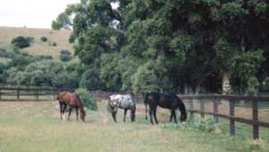 Photo of three horses grazing in a pasture with a wire mesh fence attached to posts and rails.