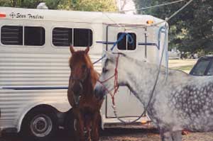 Photo of two horses that are tied up to a highline on a trailer.