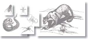 Drawings of dangerous creatures to horses. There are drawings of a bee, snake, mosquito, scorpion, spider, and mountain lion.
