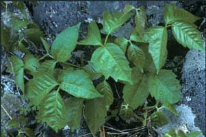 Photo of western poison ivy leaves close up.