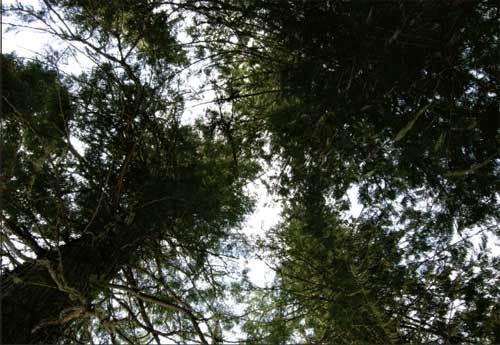 Photo looking up into the canopy of a dense forest.
