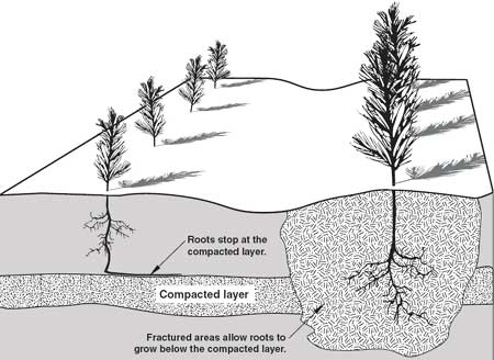 Drawing of small trees that are in soil that hasn't had a subsoiler till up the compacted layer of soil and larger trees that are in tilled soil.  Arrows pointing to tree roots are also included with text reading from top to bottom: Roots stop at the compacted layer, Compacted later, Fractured areas allow roots to grow below the compacted layer.