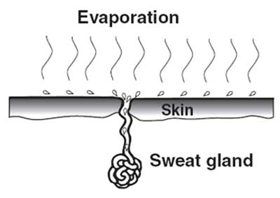 Graphic of the human skin sweating. In the graphic the text reads, Evaporation, Skin, and Sweat gland.