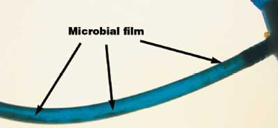 Photo of the tubes of a sipping hydration system that has a microbial film in it.