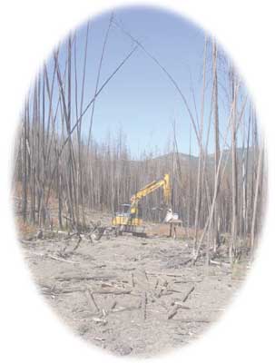 Photo of a backhoe cleaning up a site that was salvaged logged after a wildfire. 