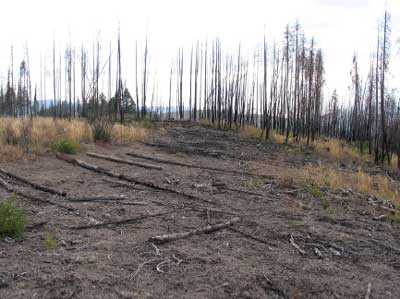Photo of an area that was salvaged logged after wildfires. The area has little vegetation along with dead burned trees.