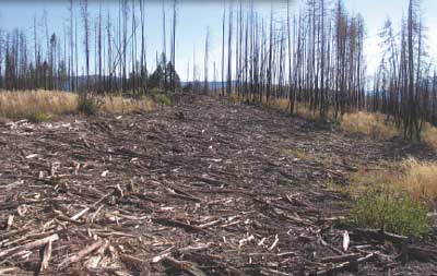 Photo of a site that is being restored after it has had wood shredding done to the area. The effected area is covered with shredded wood and little vegetation.
