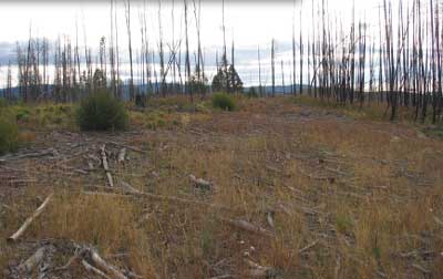 Photo of the same site as above after two growing seasons. The area has new vegetation.