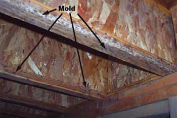 Photo of floor joists with the text Mold and arrows pointing to the four different spots with mold.