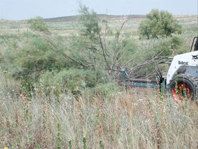 Photo of Bobact with brush saw cutting down a tamarisk.