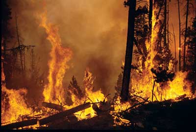 Photo a fire burning in a forest with two to eight foot flame lengths and thick dark smoke.