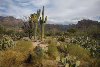 Photo of a desert in spring.