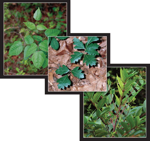 This image is made up of three seperate photos. The top left photo is a small poison ivy plant. The middle photo is of three poison oak plants close to the ground. The third photo is of a few branches of a poison sumac bush. 