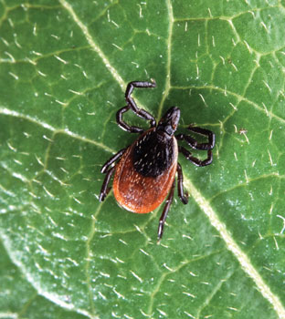 Magnified photo of a blacklegged tick resting on a green plant leaf.