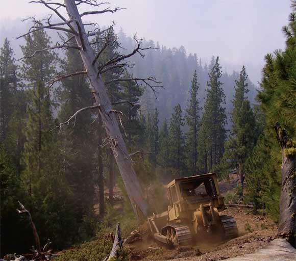 1151-2815P-MTDC: Danger Tree Mitigation Guidelines for Managers page05