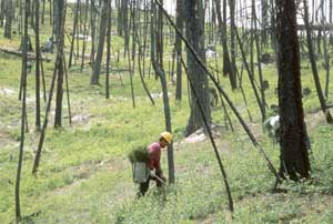 [photo] man planting seedlings on a burned slope