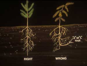 [diagram] correct and incorrect root configuration, shows 