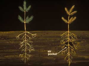 [diagram] air pocket in the roots of an improperly planted seedling