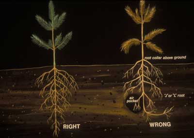 [diagram]correct and incorrect planting, root collar above ground is incorrect