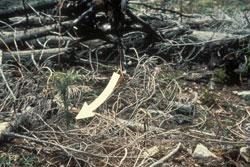 [photo] Using surface debris as mulch material