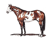 Image of a paint horse.