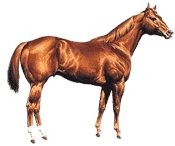 Picture of a quarter horse.