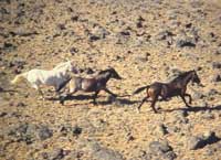 Picture of running wild horses.