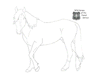 Wild horse and burro coloring page sample.