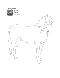 Wild horse and burro coloring page sample.