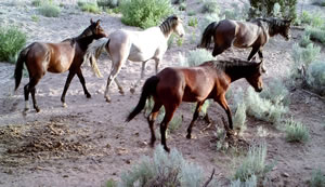 Four wild horses, three brown horses and a white horse.