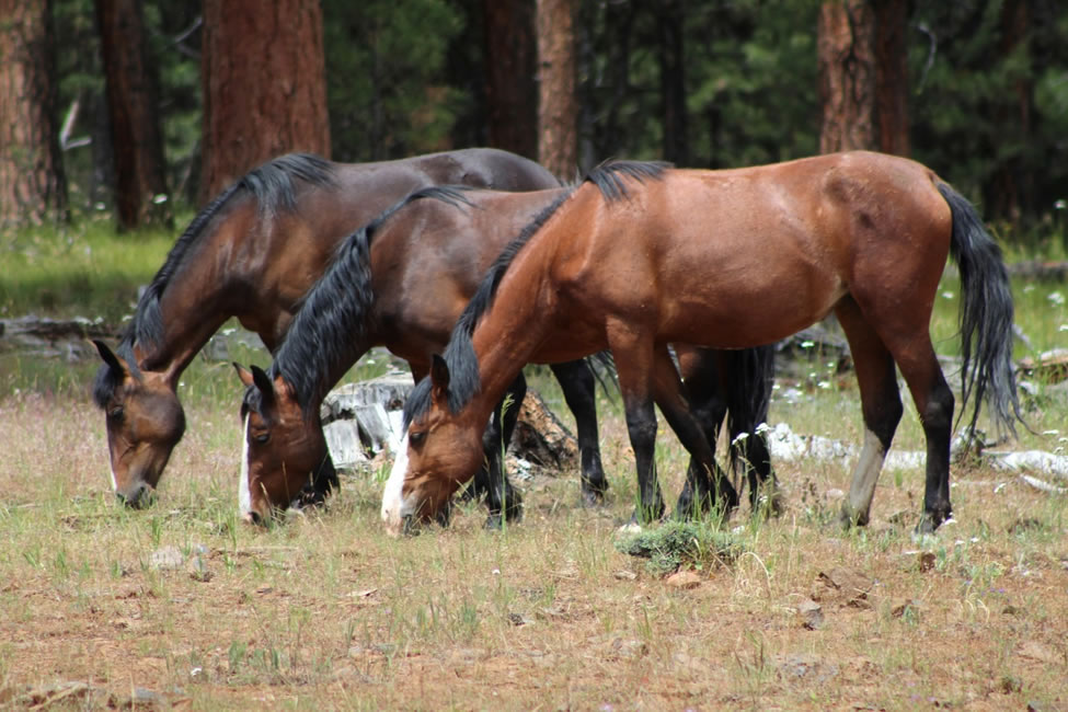 Three wild horses grazing.