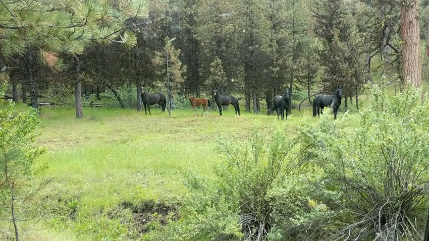 Five horses at the edge of a pine forest opening.