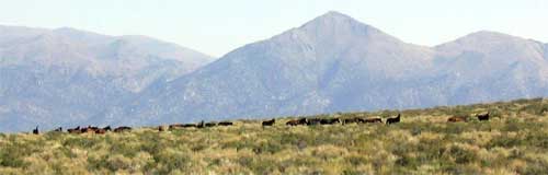 Panoramic picture of wild horses on a hillside with a mountain in the background on the Powell Mountain Wild Horse Territory.