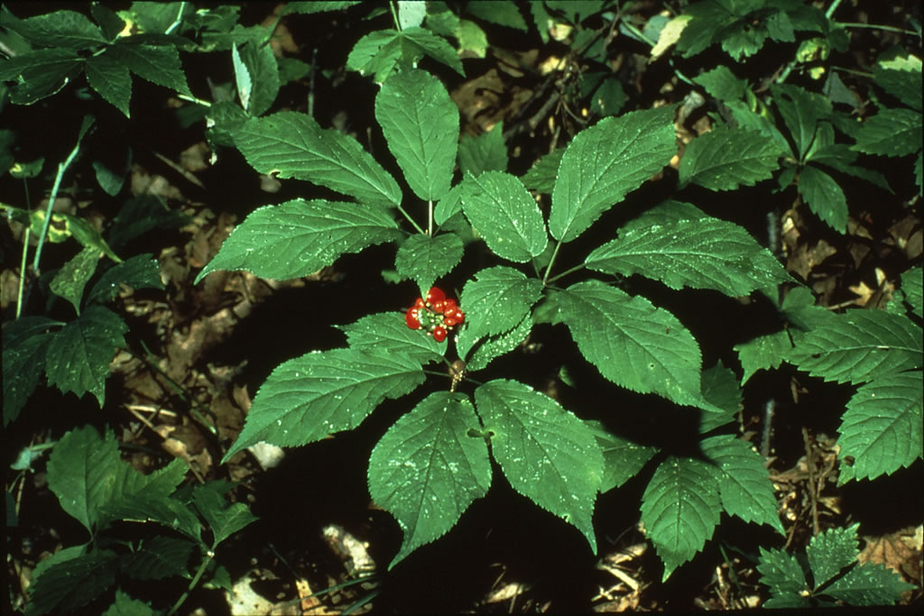 15+ Ginseng Plants In Alabama