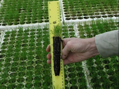 A grass plug being held up in front of a ruler.