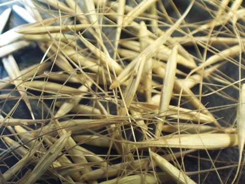 Grass seed