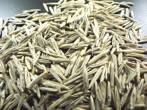 Grass seed