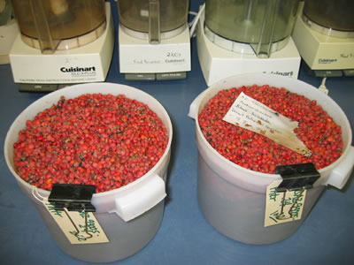 two large buckets of skunkbush sumac berries.