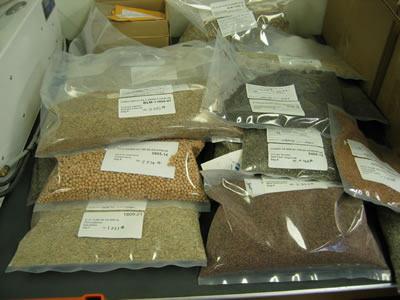 Packaged bags of different seeds.