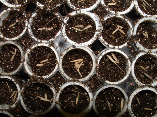 shot from above of seeds planted in planting tubes.