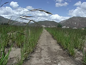 Looking down rows of planted grasses that are the source of seeds.
