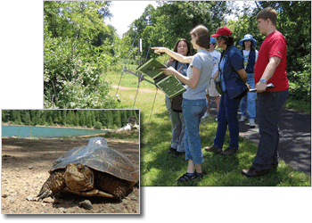 group of men and women looking at a wetlands habitat having a discussion with a smaller picture overlaid in the lower left corner of a western pond turtle.